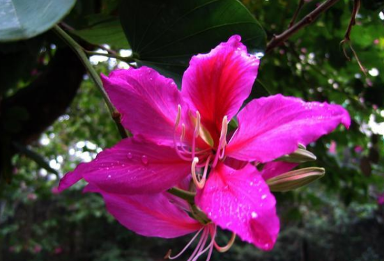 <em>香港</em>的市花紫荊花，紫荊花代表的意義