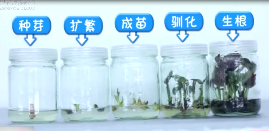 廣州有園林<em>黑</em><em>科技</em> 一顆種子長(zhǎng)出多株植物