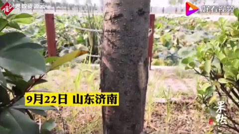 美國白蛾瘋狂！濟(jì)南多路段林木樹葉被“啃光”
