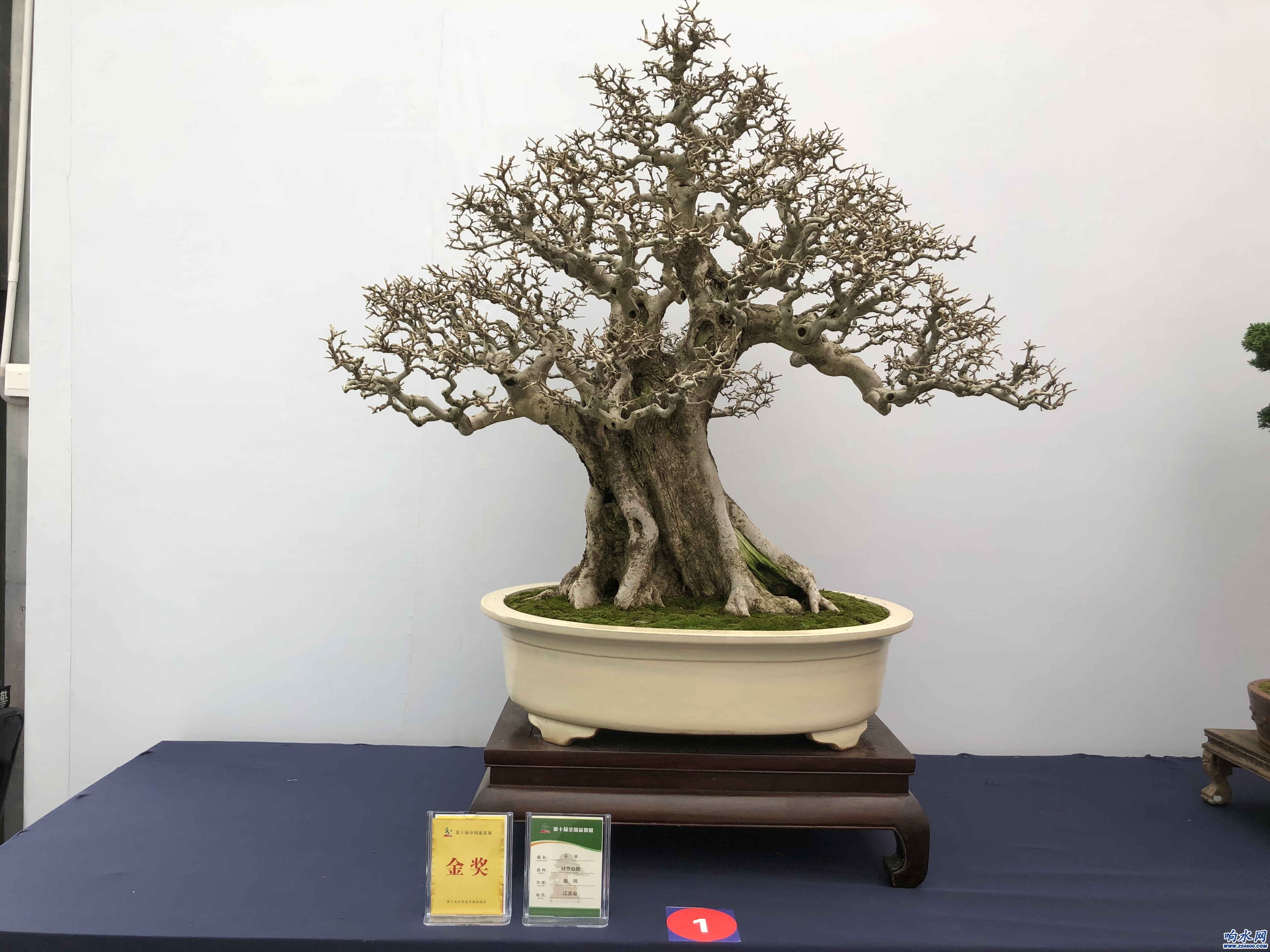 第十屆<em>盆景</em>展、第八屆沭陽(yáng)花木節(jié)金獎(jiǎng)作品：《千手》