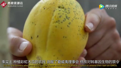 <em>轉基因</em>木瓜<em>培育</em>者：我們用了7年 挽救了幾近滅亡<em>的</em>產業(yè)