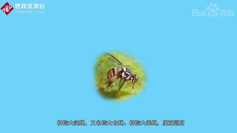 一分鐘了解柑橘大實(shí)蠅