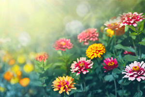 <em>植物保護</em><em>專業</em>：<em>植物</em><em>化學</em><em>保護</em><em>學</em>、<em>農藥</em><em>殘留</em><em>分析</em>《爆炸西瓜》<em>課程</em><em>思</em><em>政</em><em>案例</em>