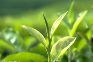 <em>生物科學(xué)</em>、農(nóng)學(xué)、園藝等專業(yè)：《<em>植物</em><em>學(xué)</em>》<em>課程</em><em>思</em>政<em>案例</em>