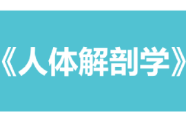 <em>課件</em>：康復(fù)治療學(xué)、<em>護(hù)理</em>學(xué)、<em>助產(chǎn)</em>學(xué)<em>專業(yè)</em>《人體解剖學(xué)》