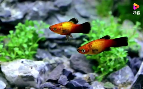 國(guó)外達(dá)人<em>自制</em>水族生態(tài)魚缸，美爆了