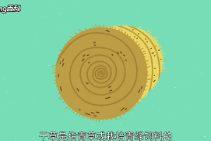 干草：青<em>飼料</em>的<em>加工</em>產(chǎn)品