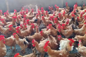 養(yǎng)雞技術，雞光吃料不長肉，輕飄飄的，4個主要原因及解決辦法