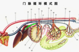門(mén)脈循環(huán)模式圖