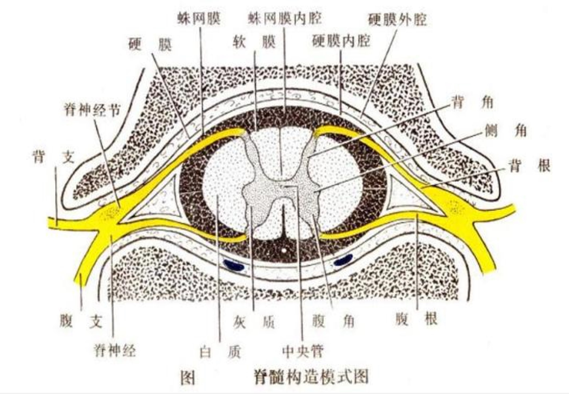 <em>脊髓</em>構(gòu)造模式<em>圖</em>