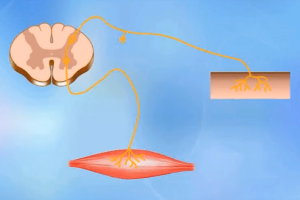 動物生理—神經<em>調節</em>