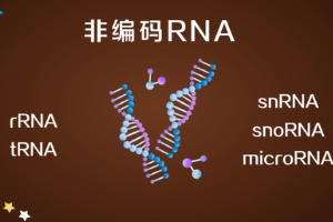 非編碼RNA—不編碼蛋白質(zhì)的RNA