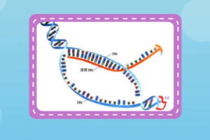 有機(jī)化合物—核糖核酸