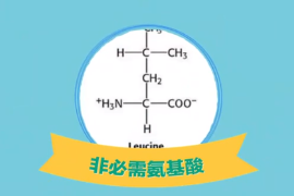 一分鐘了解非必需氨基酸