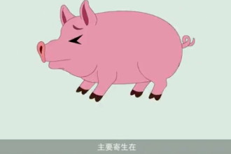 可怕的豬囊尾蚴病！