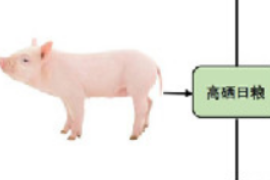 高硒攝入可誘導豬Ⅱ型<em>糖尿病</em>發生