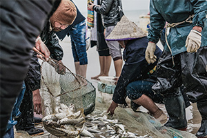 海洋<em>科學(xué)</em>專業(yè)：《水產(chǎn)<em>動(dòng)物</em><em>生理學(xué)</em>》<em>課程</em><em>思</em><em>政</em><em>案例</em>