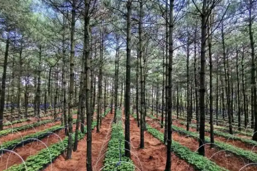 <em>林業(yè)</em><em>技術(shù)</em><em>專業(yè)</em>：《林下經(jīng)濟(jì)植物<em>栽培</em>—廣藿香林下<em>栽培</em><em>與</em>鄉(xiāng)村振興的融合<em>實(shí)踐</em>》<em>課程</em>思政案例